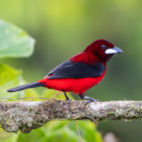 Crimson-backed Tanager